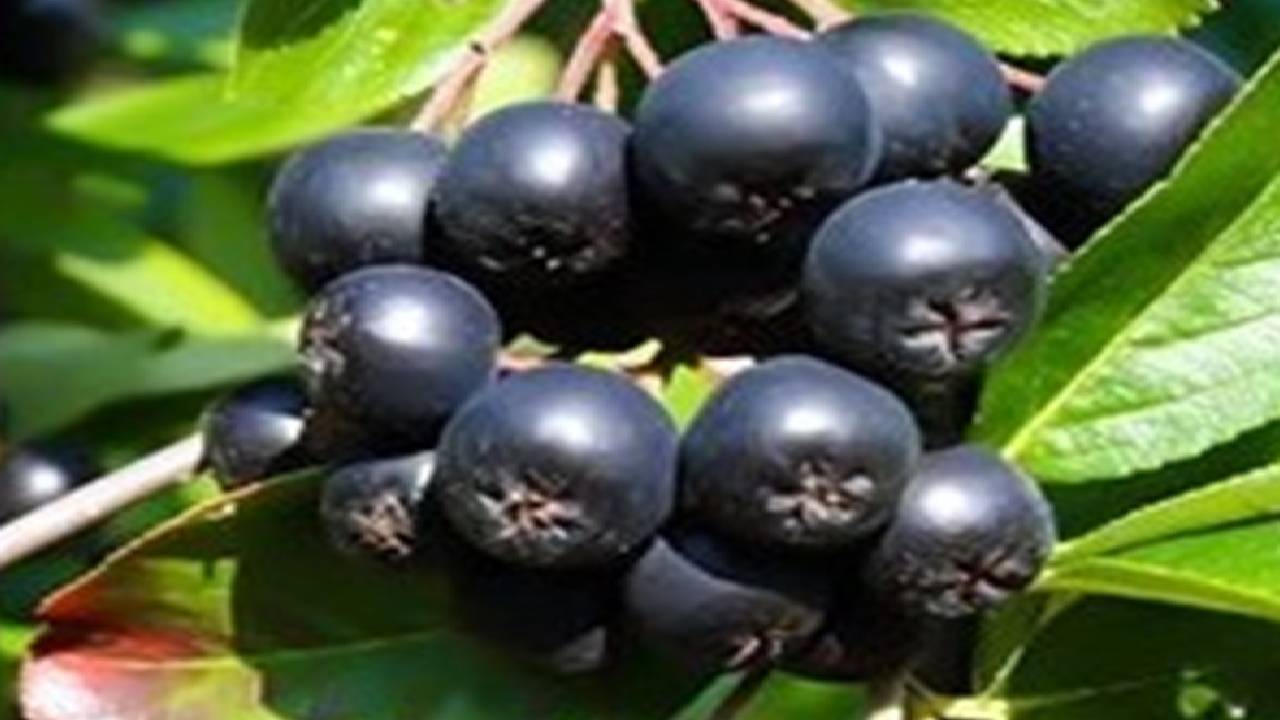 Akciğeri pırıl pırıl yapıyor! Sigara içenler mutlaka yemeli