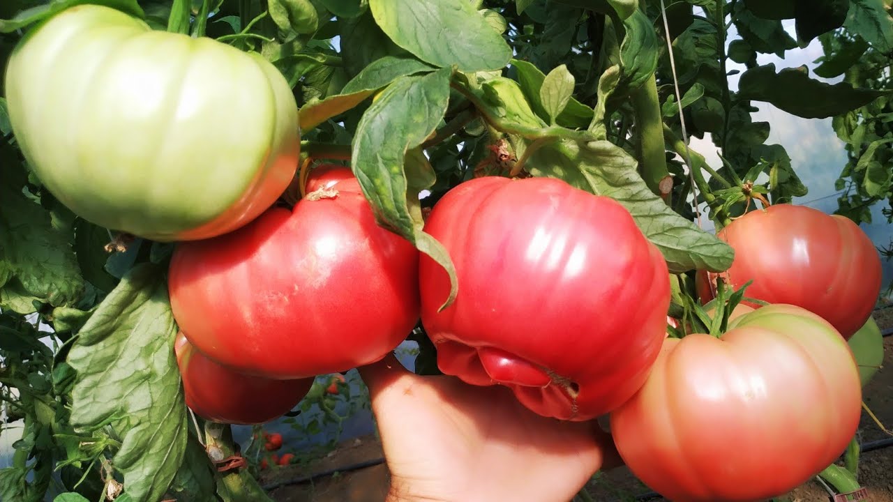 Kışa domatesi bu şekilde hazırlayın asla pişman olmayın